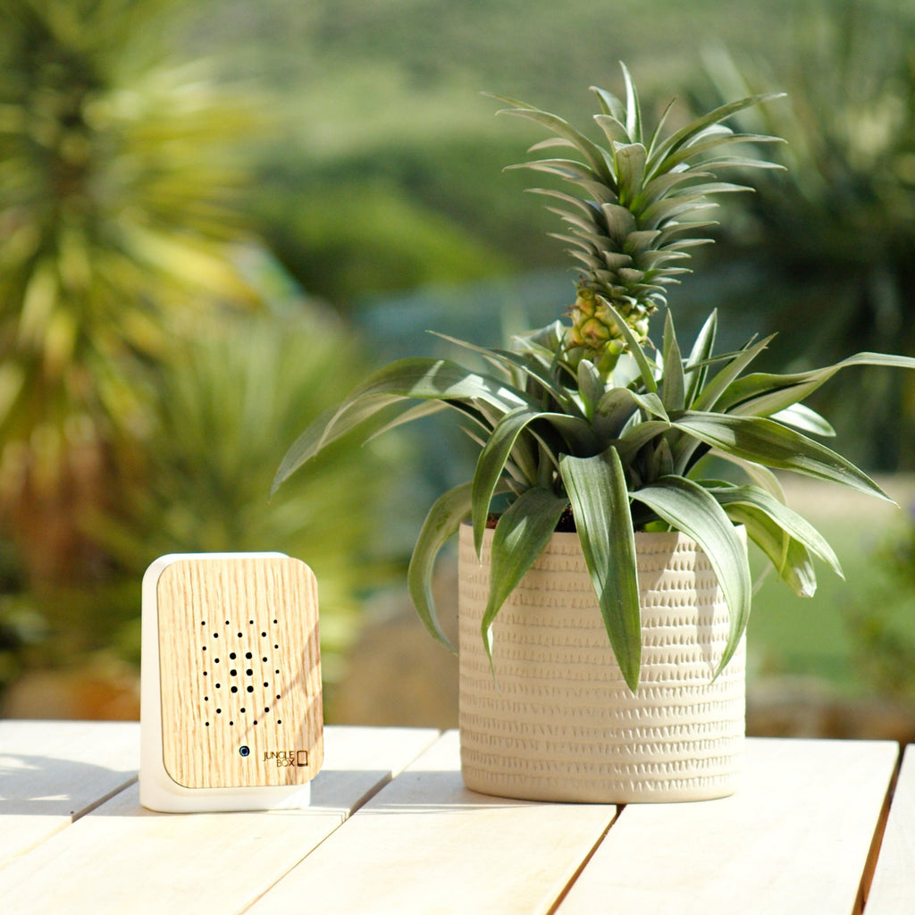Junglebox